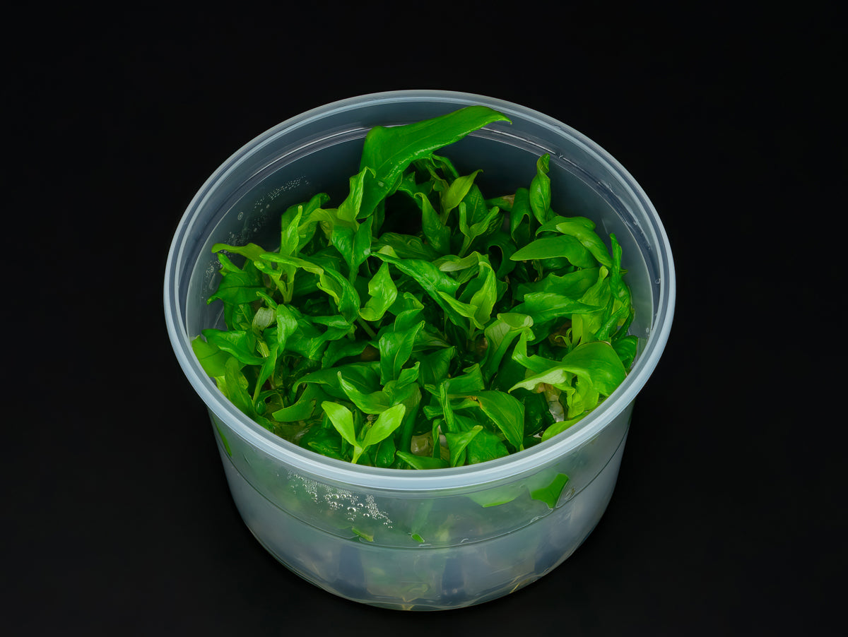 Hygrophila corymbosa 'Siamensis'