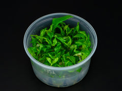 Hygrophila corymbosa 'Siamensis'