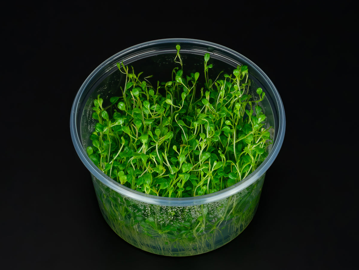 Glossostigma elatinoides