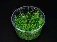Glossostigma elatinoides