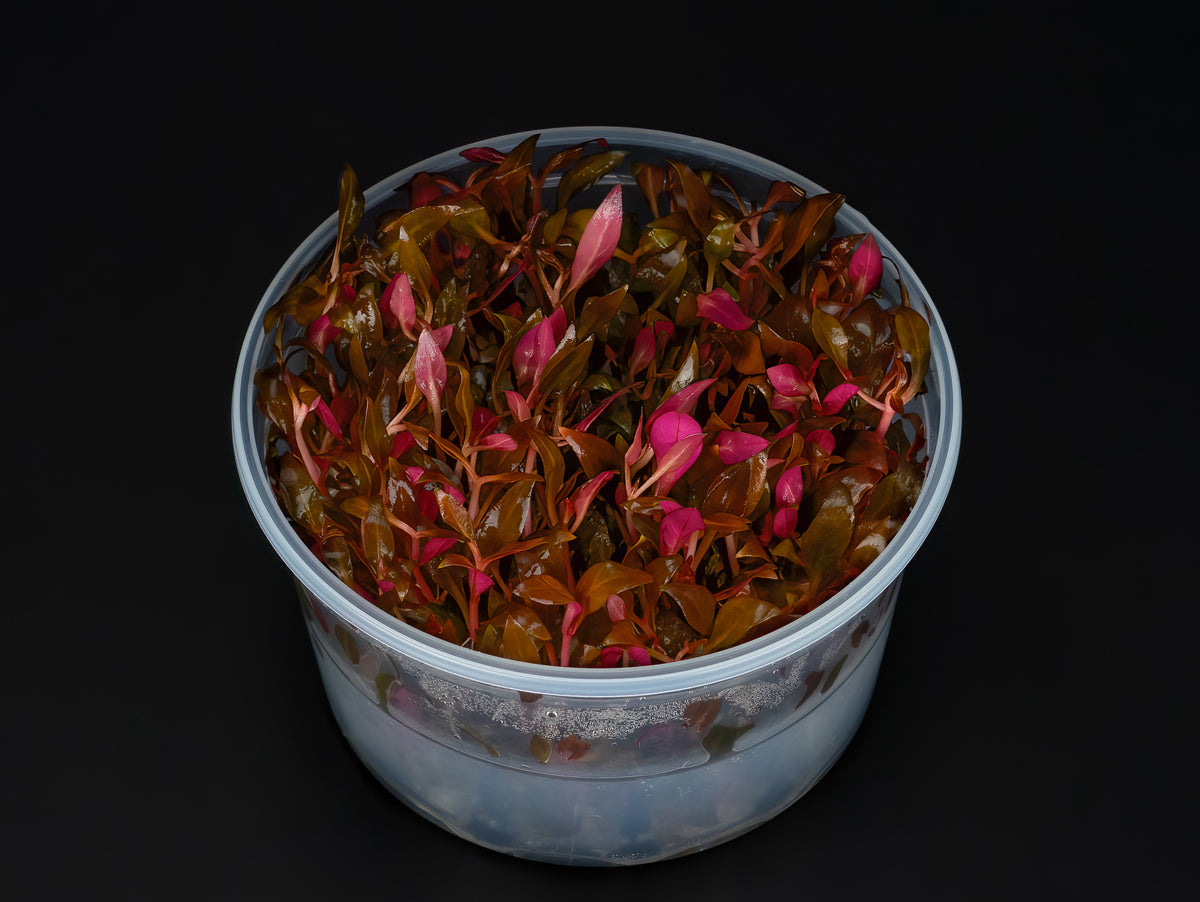 Alternanthera reineckii 'Mini'