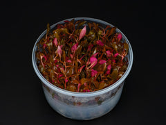 Alternanthera reineckii 'Mini'