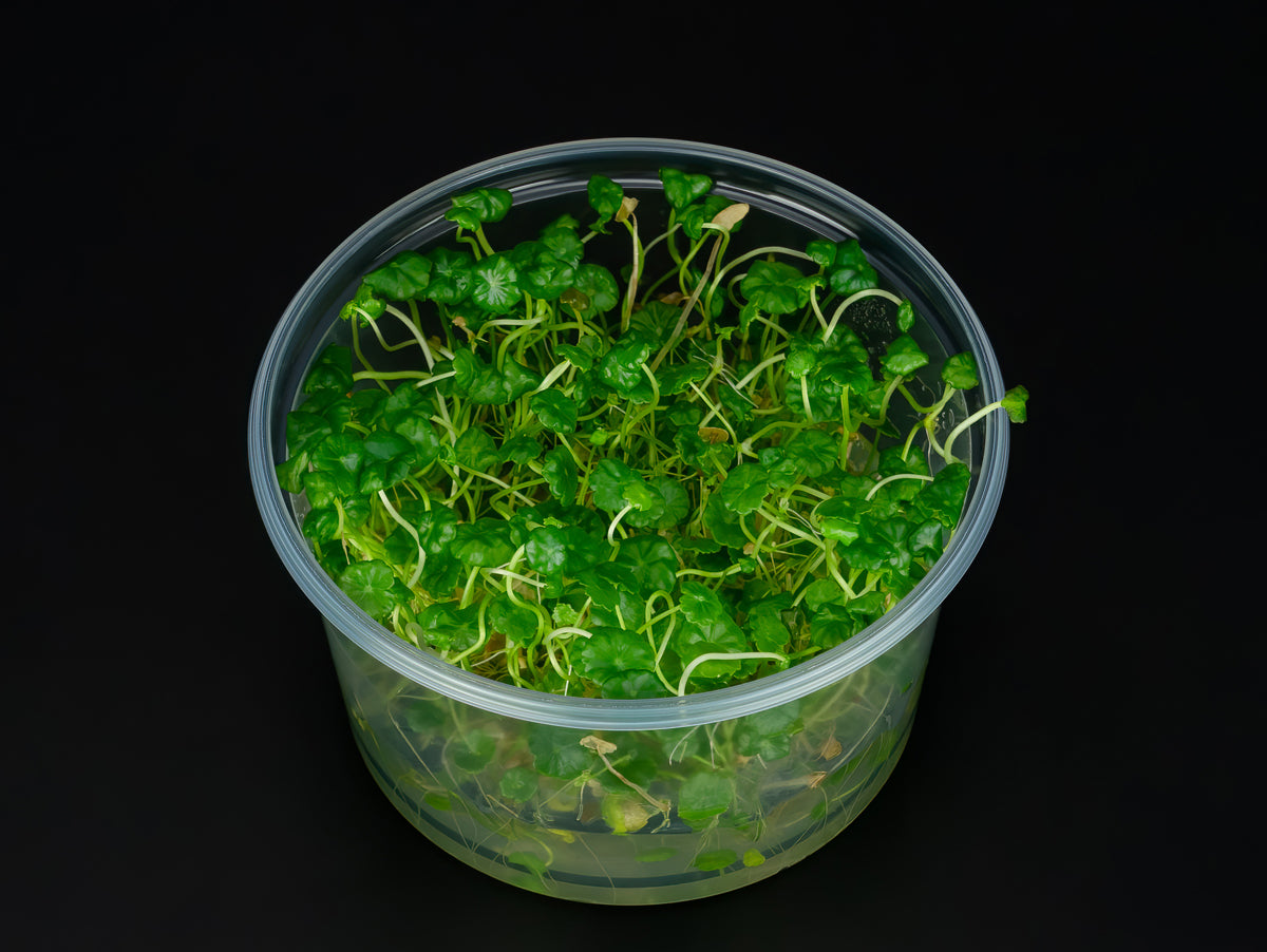 Hydrocotyle verticillata