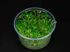 Hydrocotyle verticillata
