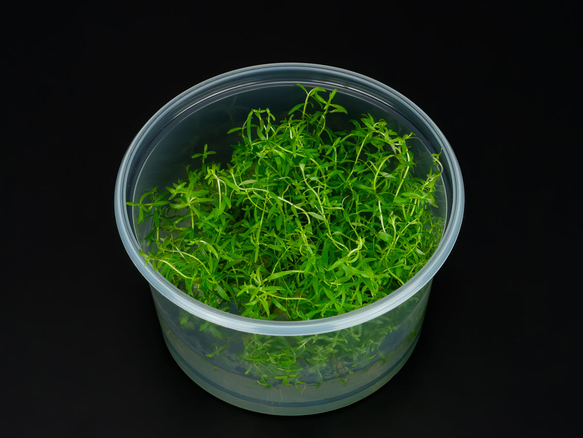 Ludwigia arcuata