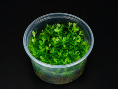 Rotala indica 'Bonsai'