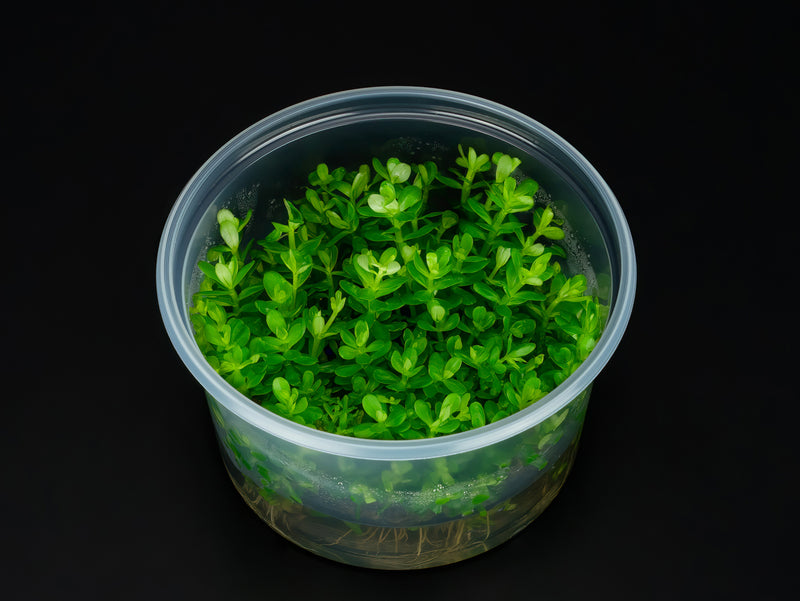 Rotala indica 'Bonsai'