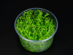 Bacopa australis