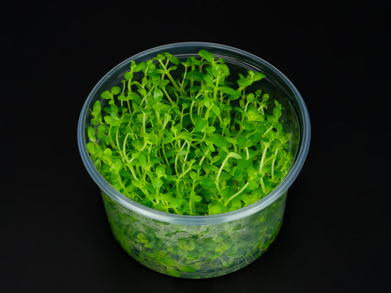 Bacopa australis