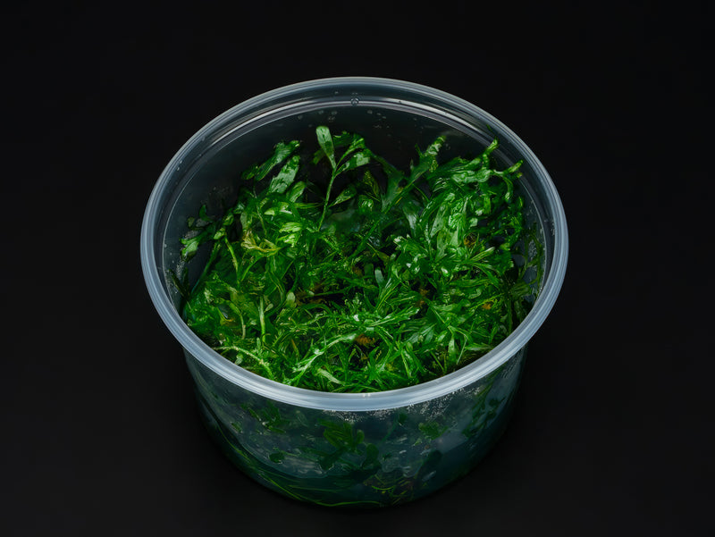 Bolbitis heudelotii