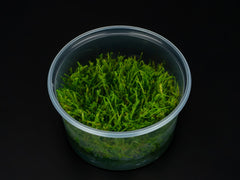 Vesicularia montagnei 'Christmas Moss'