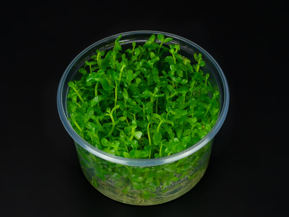 Bacopa caroliniana