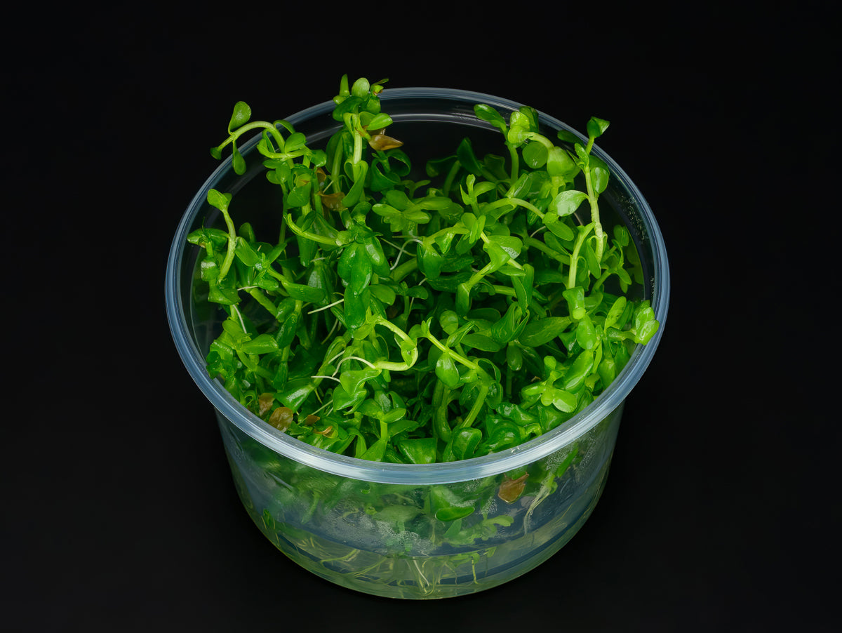 Bacopa monnieri