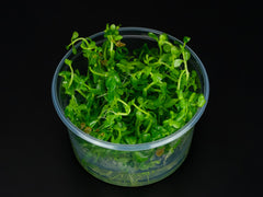 Bacopa monnieri