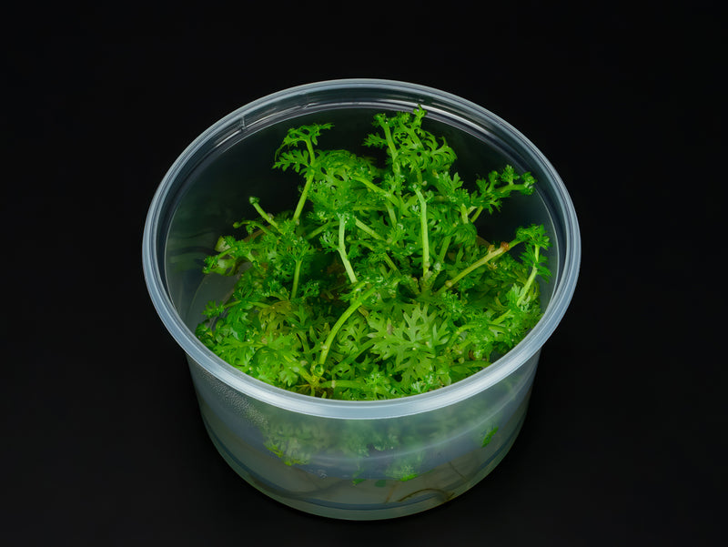 Ceratopteris thalictroides