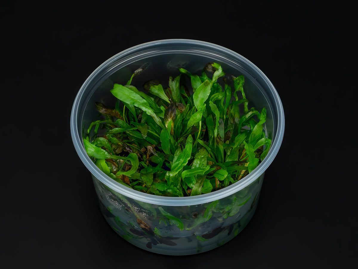 Microsorum pteropus