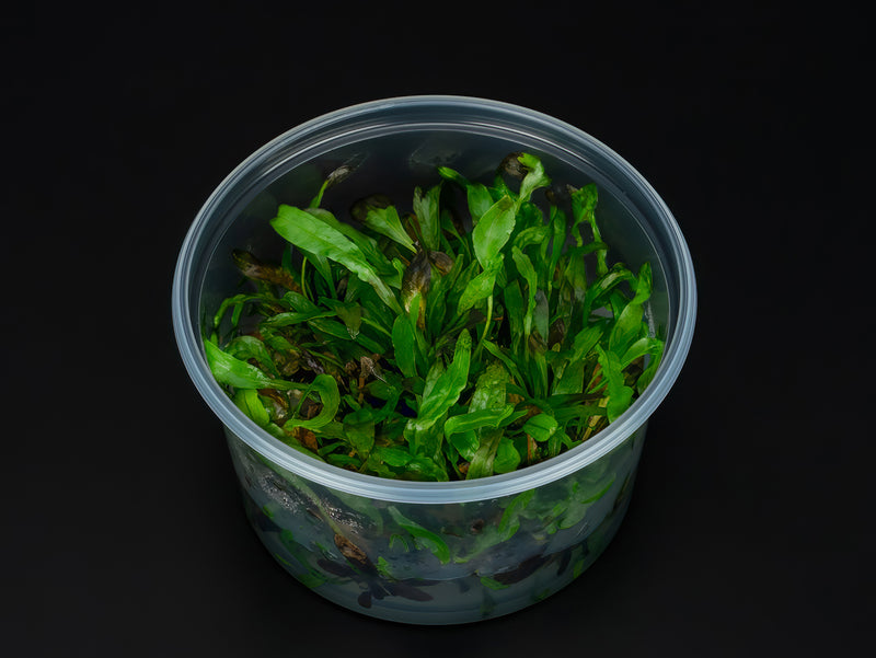 Microsorum pteropus