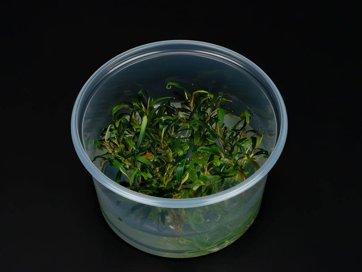 Bucephalandra sp. 'Velvet Tricolor'