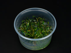 Bucephalandra sp. 'Velvet Tricolor'