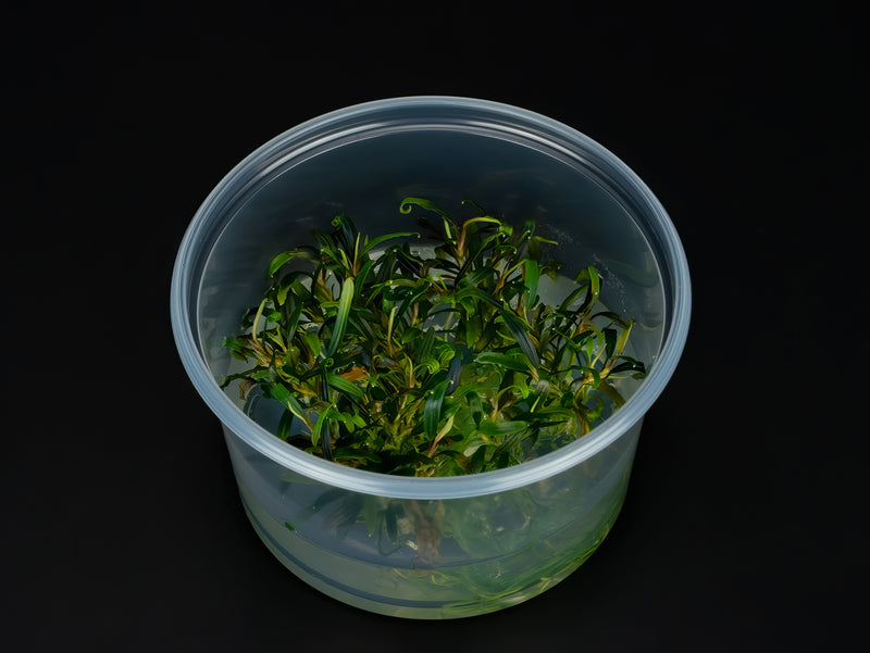 Bucephalandra sp. 'Velvet Tricolor'