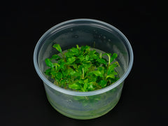 Bucephalandra sp. 'Broad Wavy'