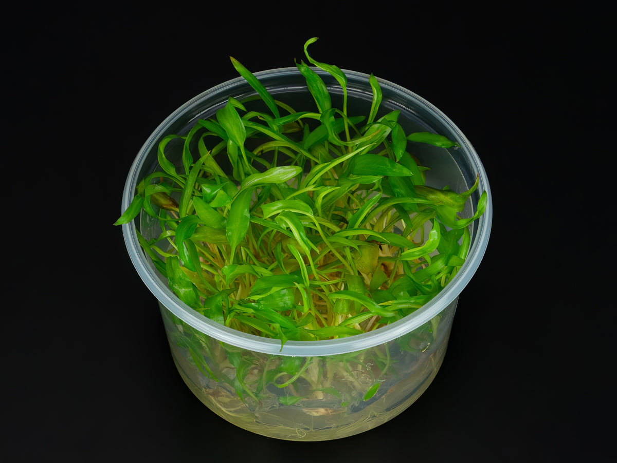 Cryptocoryne wendtii 'Affinis red'