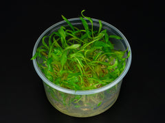 Cryptocoryne wendtii 'Affinis red'