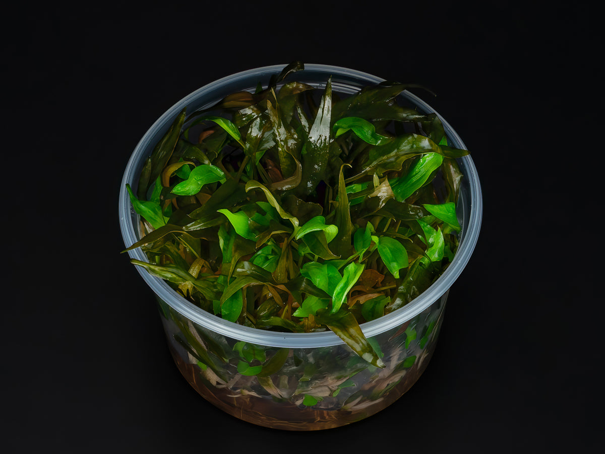 Cryptocoryne wendtii 'Tropica'