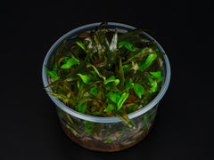 Cryptocoryne wendtii 'Tropica'
