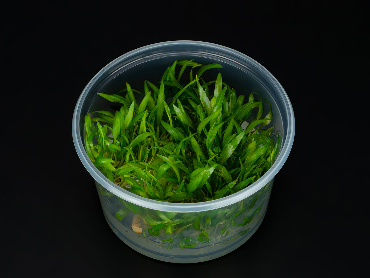 Cryptocoryne wendtii 'Indonesia'