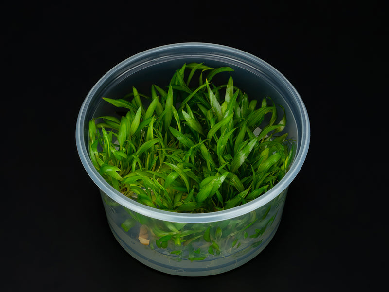 Cryptocoryne wendtii 'Indonesia'