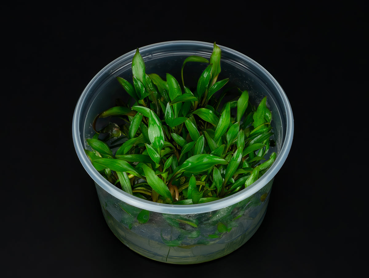 Cryptocoryne walkeri 'Hobbit'