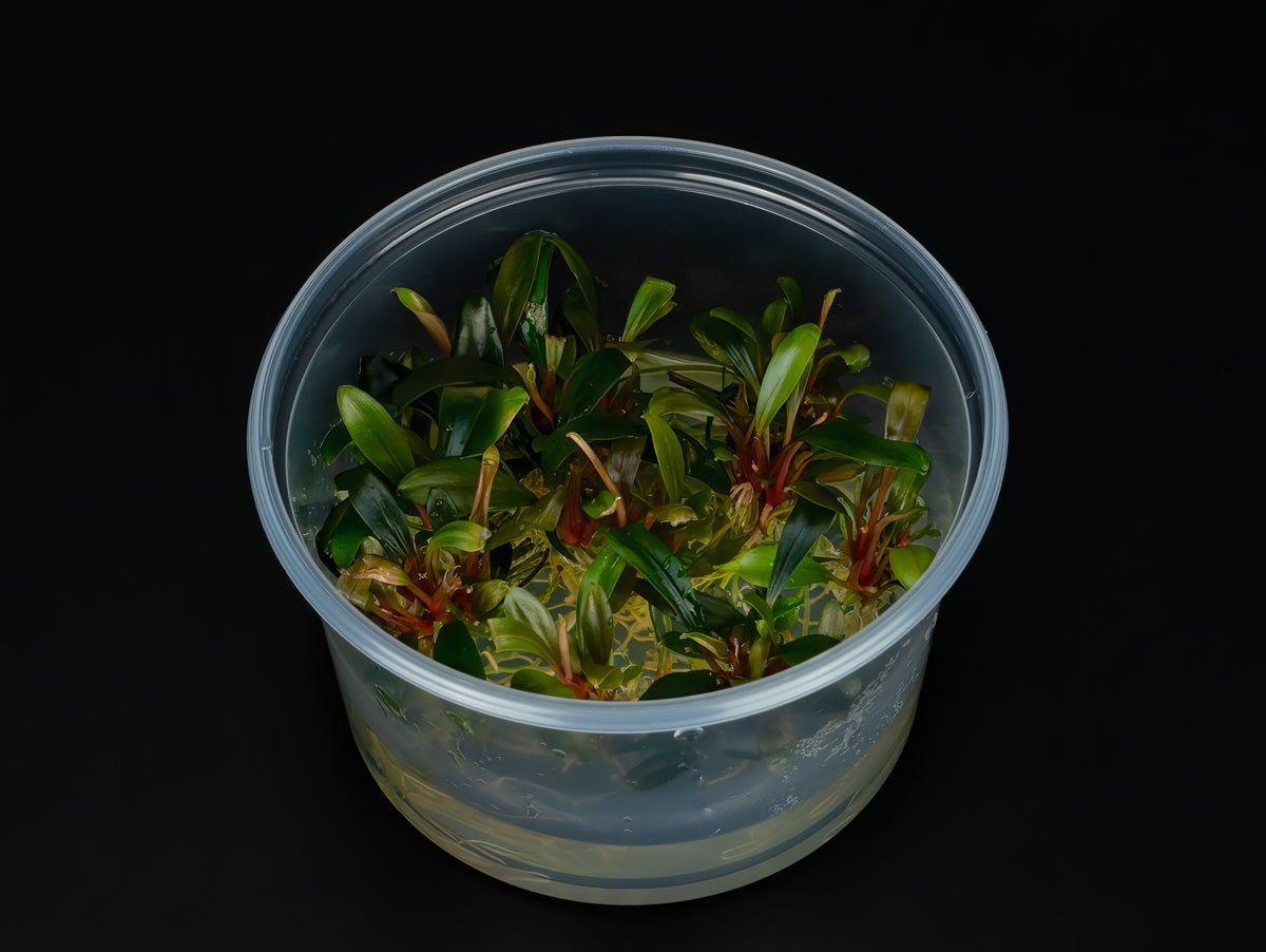 Bucephalandra sp. 'Serimbu brown'