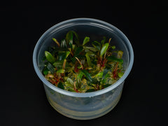 Bucephalandra sp. 'Serimbu brown'