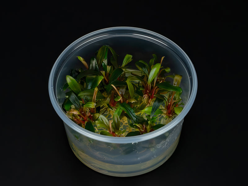 Bucephalandra sp. 'Serimbu brown'