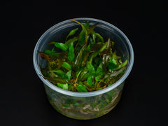 Cryptocoryne moehlmannii
