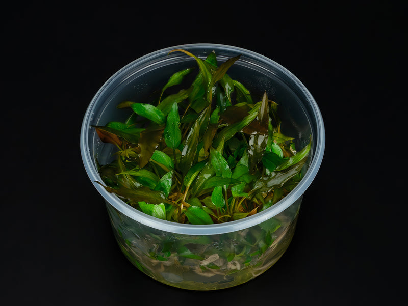 Cryptocoryne moehlmannii