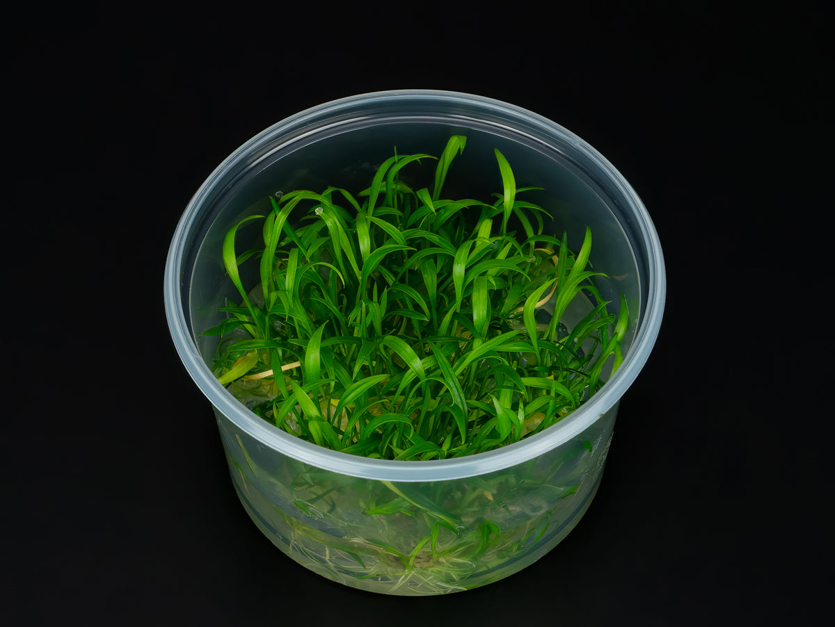 Cryptocoryne parva