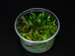 Cryptocoryne undulatus 'Red' / Broad Leaf