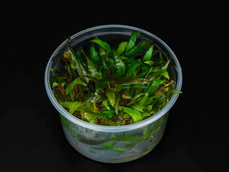 Cryptocoryne undulatus 'Red' / Broad Leaf