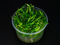 Cryptocoryne x willisii 'lucens'