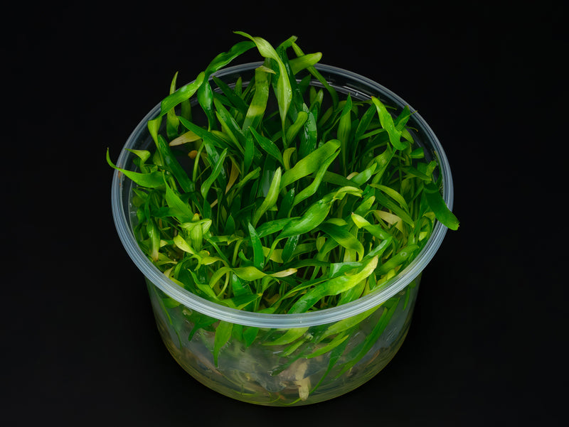 Cryptocoryne x willisii 'lucens'