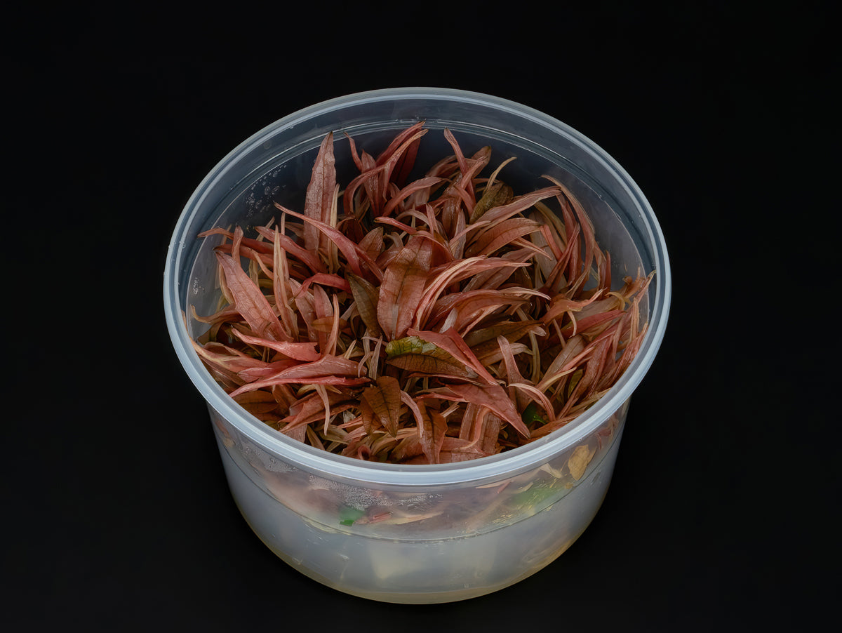 Cryptocoryne wendtii 'Flamingo'