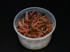 Cryptocoryne wendtii 'Flamingo'