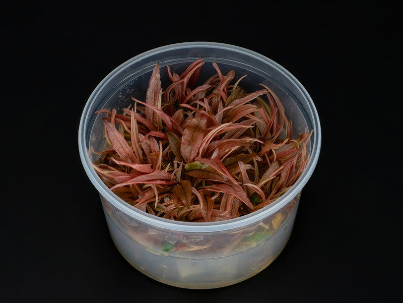 Cryptocoryne wendtii 'Flamingo'