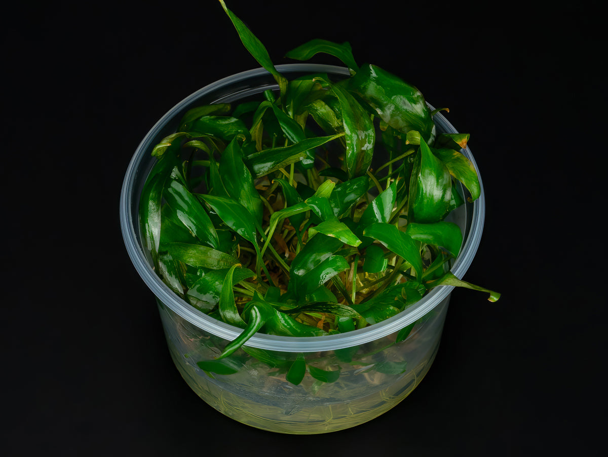 Cryptocoryne cordata