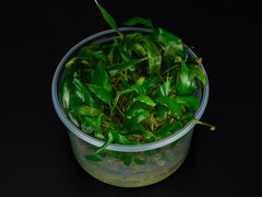 Cryptocoryne cordata
