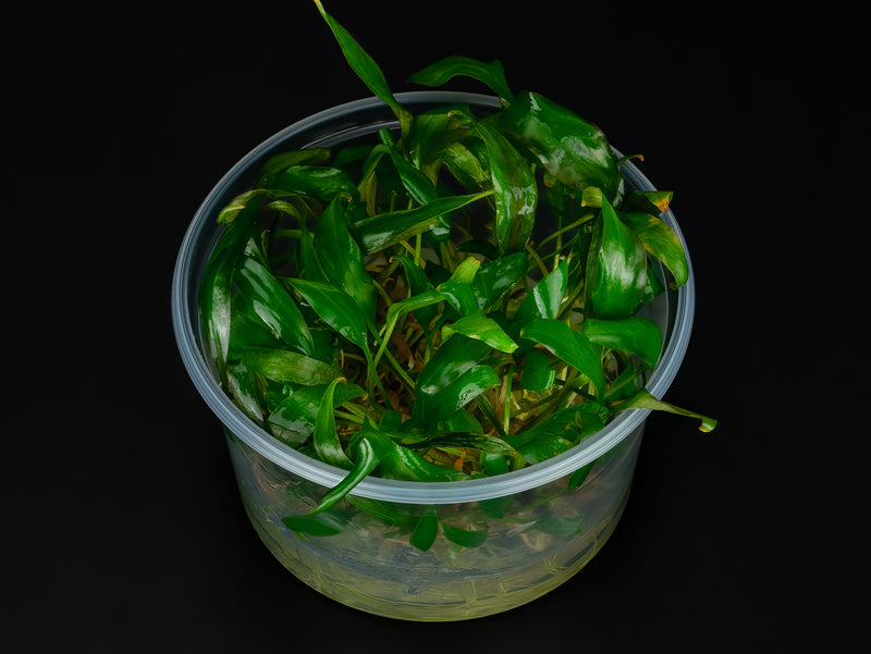 Cryptocoryne cordata