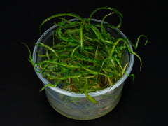 Cryptocoryne crispatula var. balansae