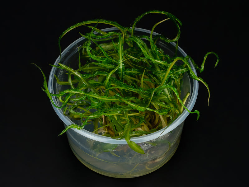 Cryptocoryne crispatula var. balansae